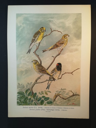 Chromolithographie 1898 - chromolithographie, v.