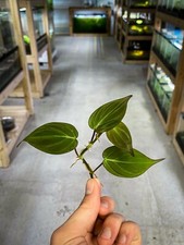 Philodendron Micans (Velvet