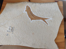 , Solnhofen   / Fisch