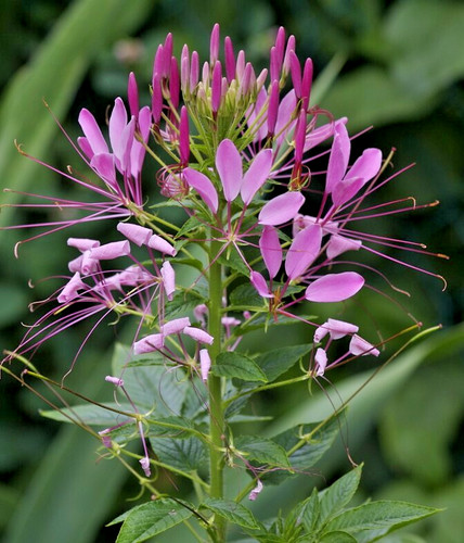 Super blumen samen - super,