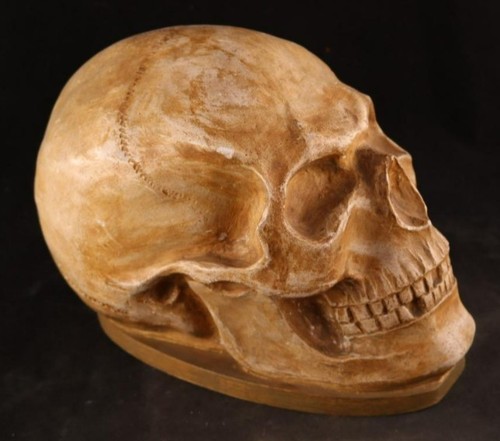 Anatomisches modell eines - modell,