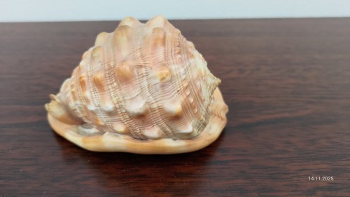Muschel aus sammlung 6 - sammlung,