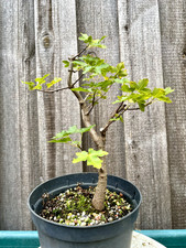 Pre Bonsai französischer Ahorn Felsenahorn Acer Monspessulanum Höhe ca 23cm