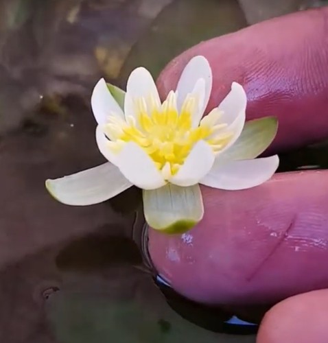 Weiße zwergseerose - weiße,