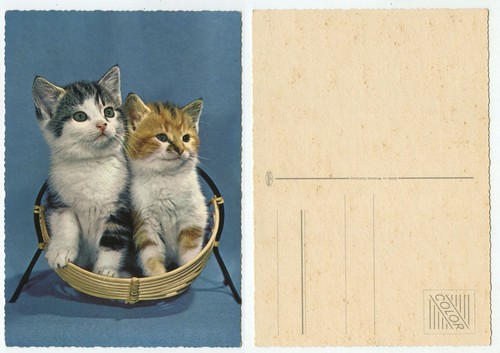 24574 zwei katzenbabys - -,
