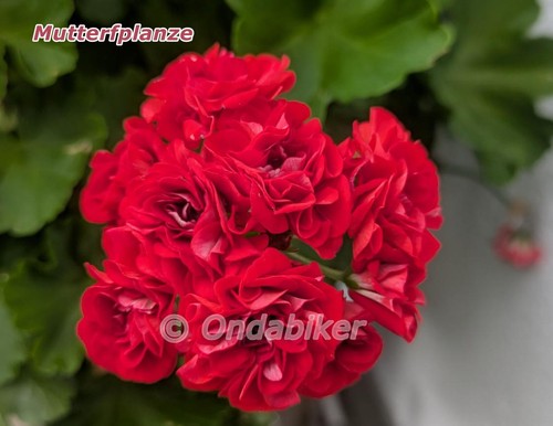 Scarlet rambler stehende - stehende, rote