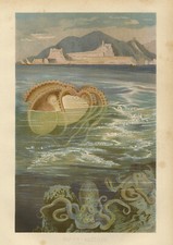 Antiker Druck - NAUTILUS -