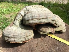 NATUR PUR! Baumpilz Pilz Wald Baum basteln Birke Deko