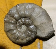 Ceratit Ceratites praenodosus Fossil versteinert ca 250 Mio Jahre 