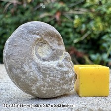SELTENER Ceratite Fossil
