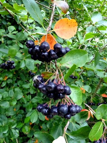 Schwarze apfelbeere aronia - schwarze,