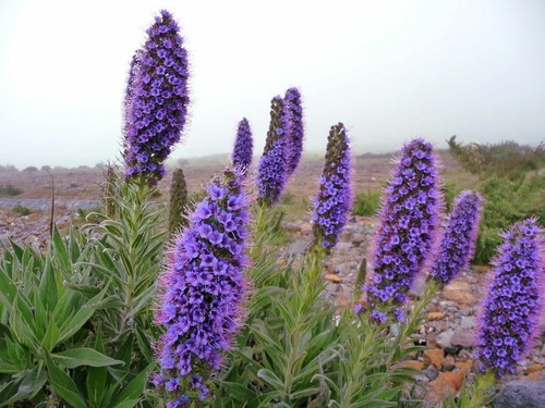 Samen blauer natterkopf - natterkopf, echium