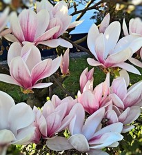 Magnolie Stecklinge