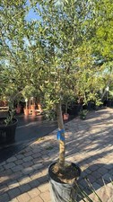 Olea europaea Olivenbaum 200–250cm mediterrane Kübelpflanze XXL Baum Terrasse