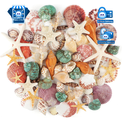 Meeresmuscheln gemischte - meeresmuscheln,