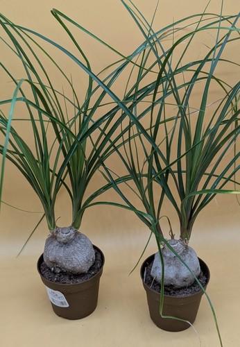 Beaucarnea nolina - beaucarnea,