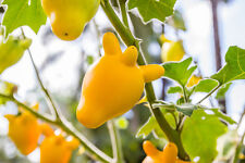 SAMEN verrückt: eine Blume die aussieht wie die Euter der Kühe auf der Wiese !