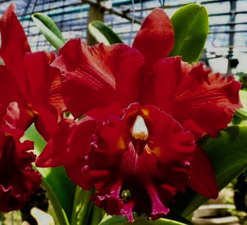 Cattleya red dragon hybride - red,