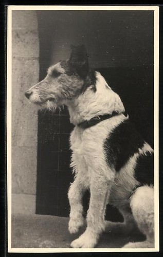 Terrier mit halsband - terrier,