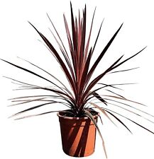 Tropictrees - Palme- Cordyline