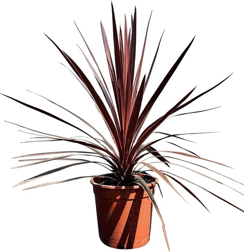 Tropictrees palme cordyline - -, palme-
