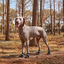 4X Hundeschuhe Stiefel