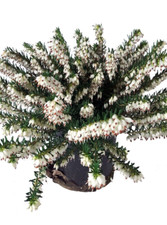 Englische Heide weiß - Bezaubernde Blütenpracht im Spätherbst und Winter