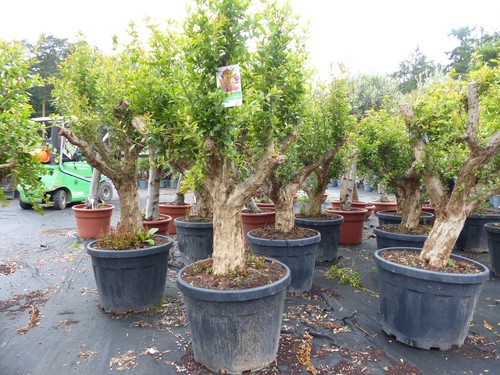 Punica granatum 160 - -, 190