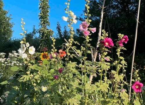 Bauernrosen samen bunte - bauernrosen,