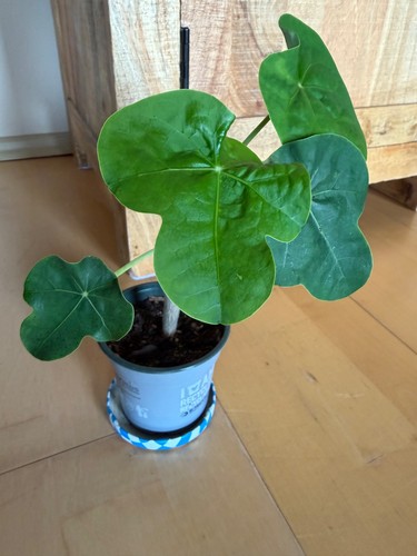 Jatropha podagrica kaudex - jatropha,