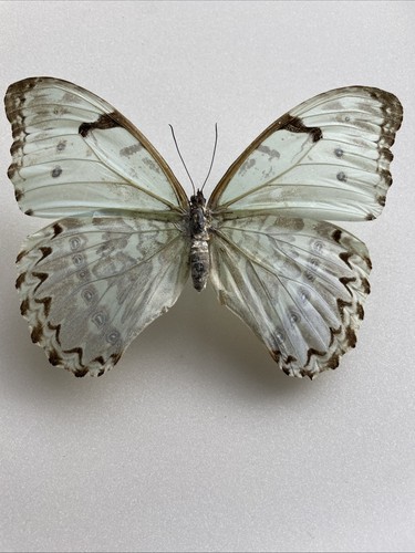 Entomologie morpho catenaria - entomologie*morpho,