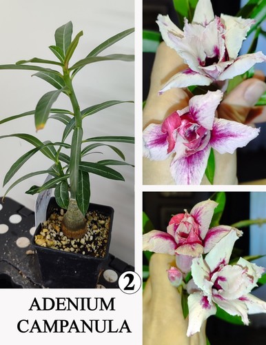 Adenium campanula - adenium,