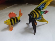 Glasfische Fische Zierfische