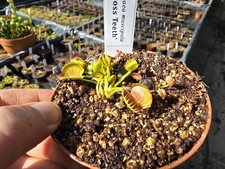 Dionaea muscipula 'Cross