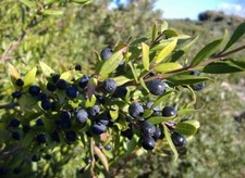 Bio handverlesene getrocknete