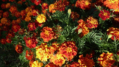 Tagetes samen 100 - tagetes, 🌸,
