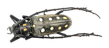 Cerambycidae, Batocera parryi