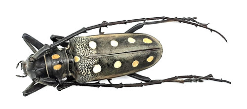 Cerambycidae batocera parryi - batocera,