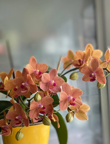Orchidee phalaenopsis sunset - orchidee,