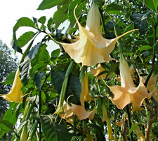 SAMEN Kübelpflanze für Hof