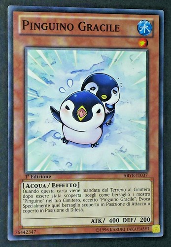 Pinguino gracile common - gracile,