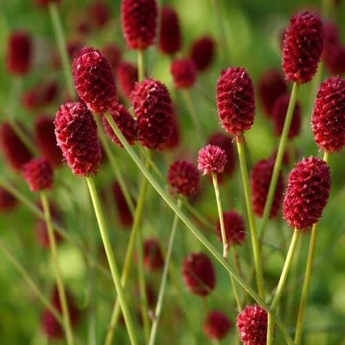 Blutwurz red thunder - red,