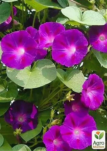 Ipomoea prunkwinde - 20,