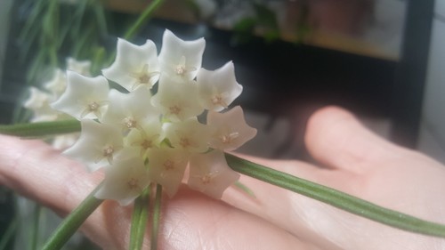 Hoya linearis porzellan - hoya, linearis,
