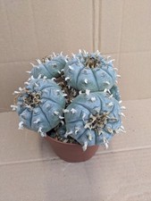 Lop. wil. Groß. kakteen sukkulenten Kaktus