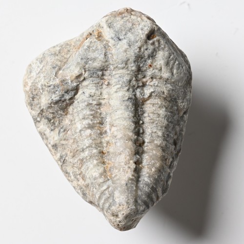 Trilobit silur slite - trilobit,