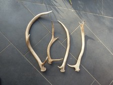 Abwurfstangen Rothirsch Geweih