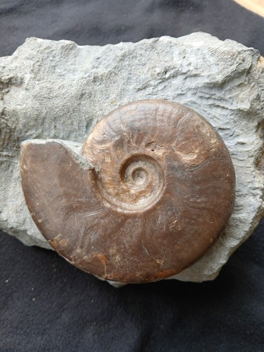 Ammonit aalenium wutachregion - aalenium,