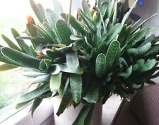 2 große 3 verschiedene Größen=5 Gasteria carinata Sukkulente Ableger Wurzelnackt