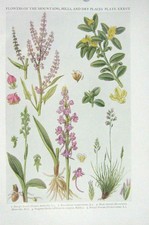 Original alter Vintage Druck